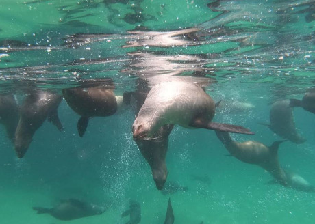 Seal Snorkelling Adventure